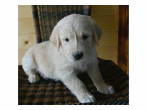 Golden Retriever-DOG-Female-Light Golden-14897-Petland Racine, Wisconsin