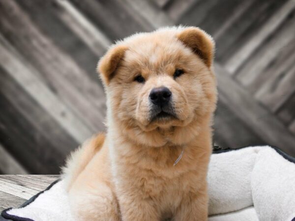 Chow Chow DOG Male CRM 23193 Petland Racine, Wisconsin