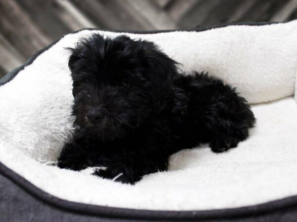 Mini Whoodle DOG Female Black 23168 Petland Racine, Wisconsin