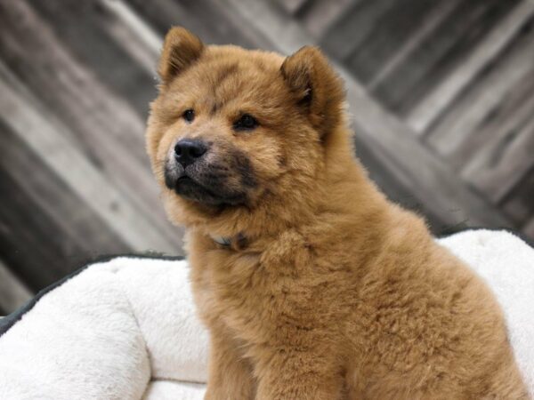 Chow Chow DOG Female RD 23194 Petland Racine, Wisconsin