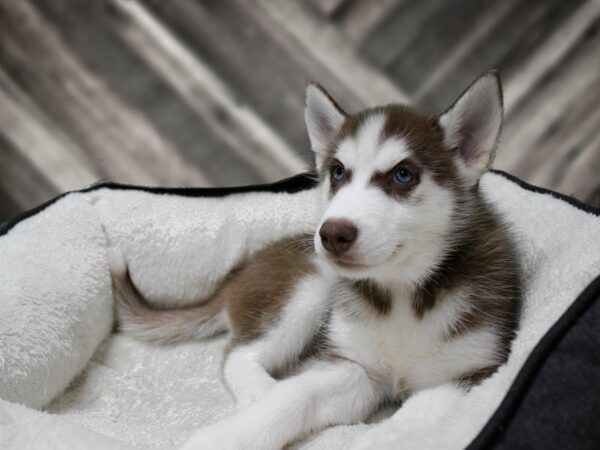 Siberian Husky-DOG-Female-Red / White-23185-Petland Racine, Wisconsin