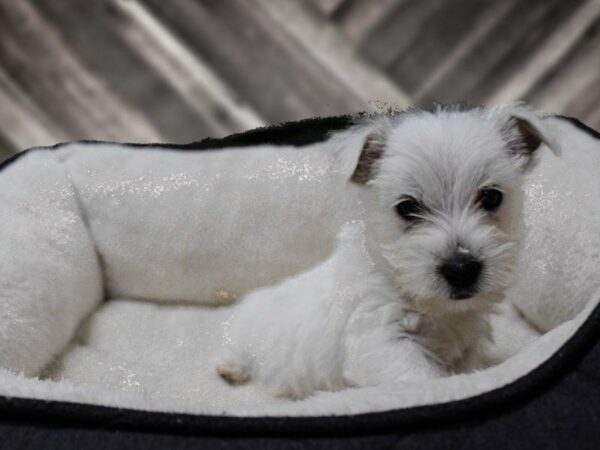 West Highland White Terrier DOG Female WHITE 23190 Petland Racine, Wisconsin