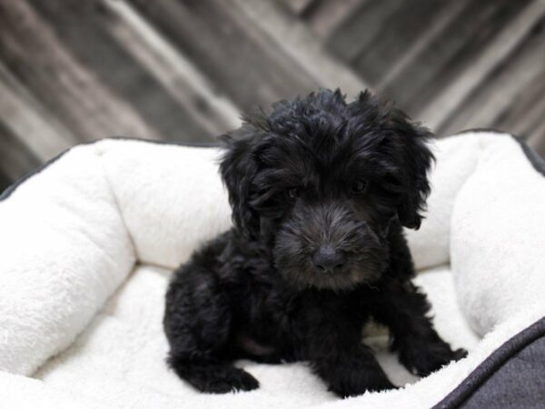 Mini Whoodle DOG Male Black 23167 Petland Racine, Wisconsin