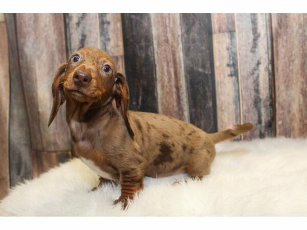 Dachshund-DOG-Male-Chocolate Dapple-14888-Petland Racine, Wisconsin