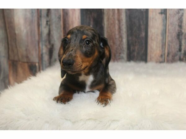 Dachshund-DOG-Male-Silver Dapple-14890-Petland Racine, Wisconsin