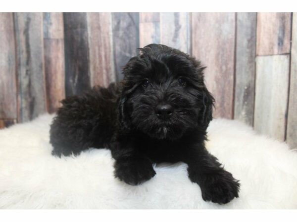 Mini Whoodle DOG Male Black 14892 Petland Racine, Wisconsin