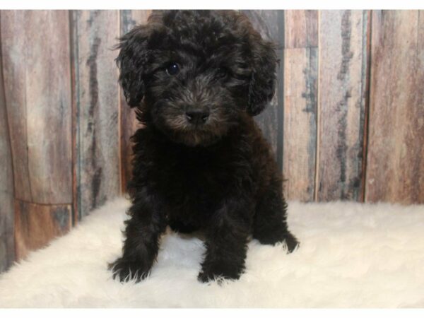 Mini Whoodle DOG Female Black 14893 Petland Racine, Wisconsin