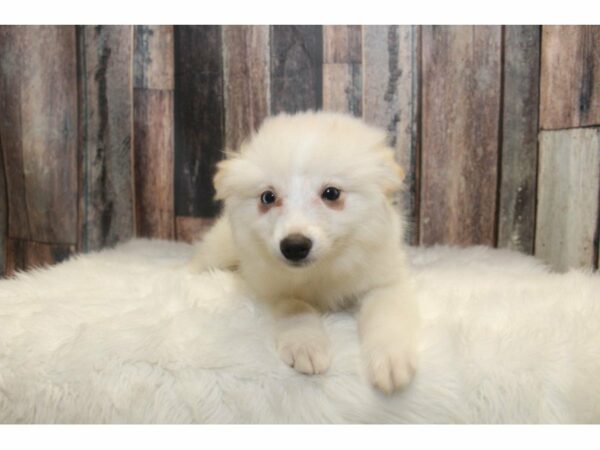 American Eskimo/Pomsky DOG Female Cream 14899 Petland Racine, Wisconsin