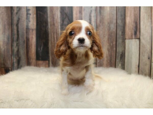 Cavalier King Charles-DOG-Female-Blenheim-14900-Petland Racine, Wisconsin