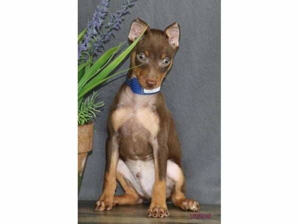 Miniature Pinscher-DOG-Male-Chocolate / Tan-23207-Petland Racine, Wisconsin