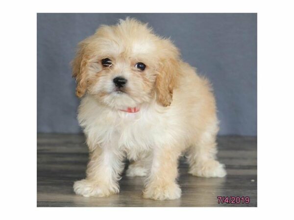 Poodle/Bichon-DOG-Female-Cream-23211-Petland Racine, Wisconsin