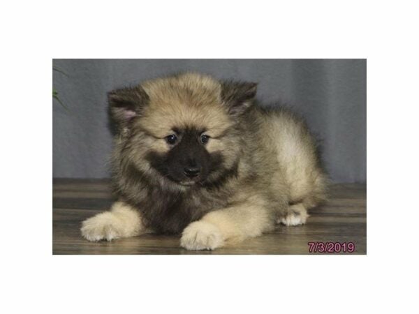 Keeshond DOG Female Gray Cream / Black 23205 Petland Racine, Wisconsin