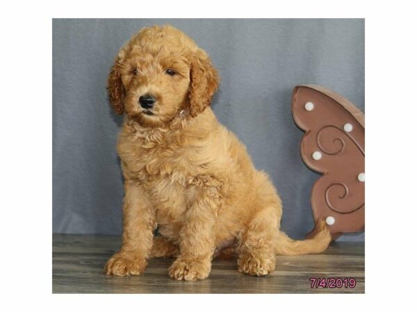 Goldendoodle-DOG-Male-Cream-23213-Petland Racine, Wisconsin