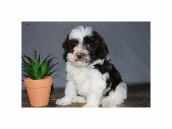 Schnoodle-DOG-Female-Chocolate / White-23199-Petland Racine, Wisconsin