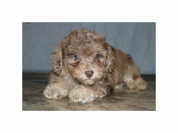 Poodle-DOG-Female-Chocolate Merle-23201-Petland Racine, Wisconsin