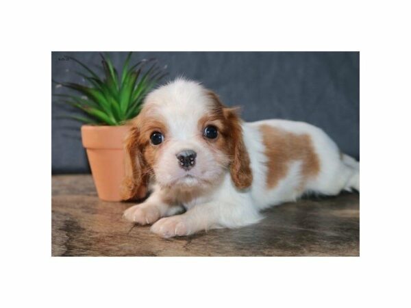 Cavalier King Charles-DOG-Male-Blenheim-14901-Petland Racine, Wisconsin