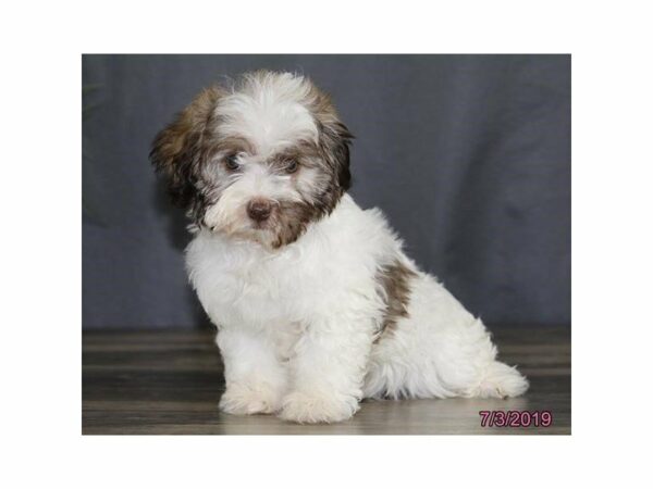 Havanese-DOG-Female-Chocolate-14906-Petland Racine, Wisconsin