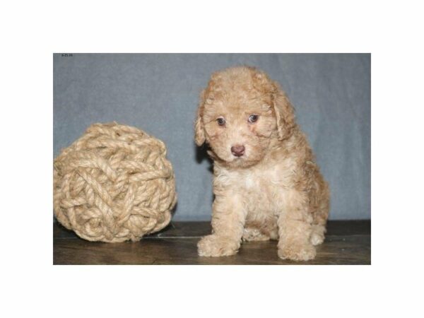 Poodle-DOG-Female-Chocolate Merle-14903-Petland Racine, Wisconsin