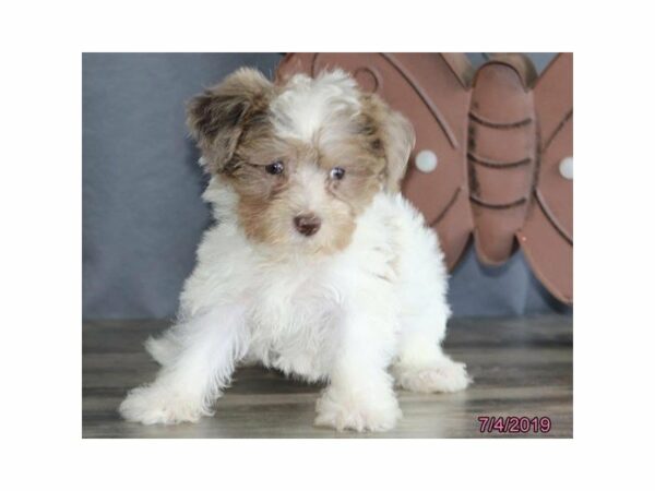 Poodle/Miniature Schnauzer-DOG-Female-White / Chocolate Merle-14911-Petland Racine, Wisconsin