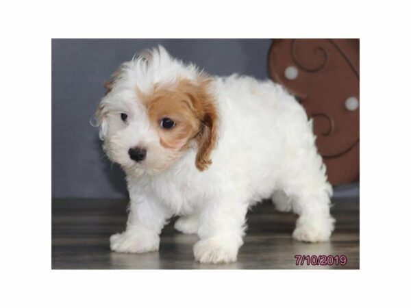 Cavalier King/Poodle-DOG-Female-Blenheim-23225-Petland Racine, Wisconsin