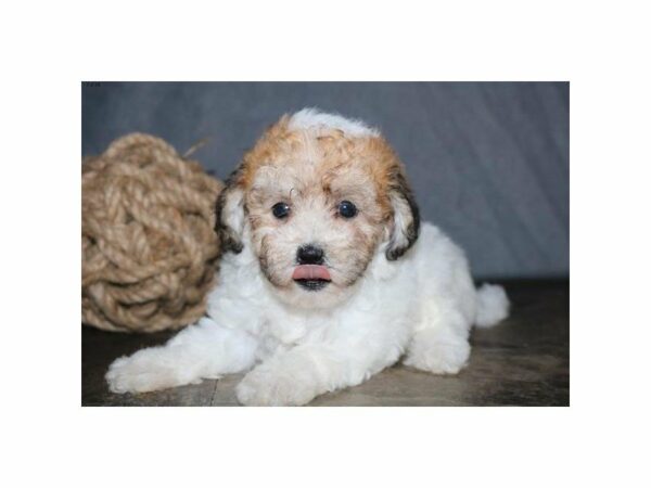 Poodle/Bichon-DOG-Female-White / Sable-23216-Petland Racine, Wisconsin