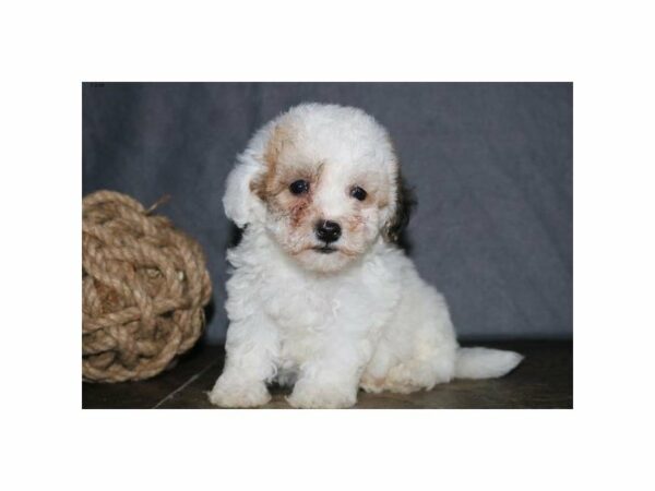 Poodle/Bichon-DOG-Male-White / Sable-23214-Petland Racine, Wisconsin