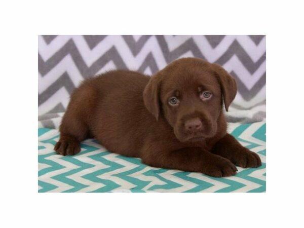 Labrador Retriever-DOG-Male-Chocolate-23223-Petland Racine, Wisconsin