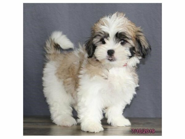 Maltese/Shih Tzu-DOG-Female-Brown / White-23224-Petland Racine, Wisconsin