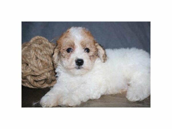 Bichon Poo DOG Male White / Sable 14915 Petland Racine, Wisconsin