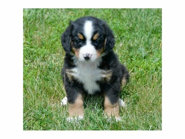 Bernese Mountain Dog-DOG-Female-Tri-Colored-14921-Petland Racine, Wisconsin
