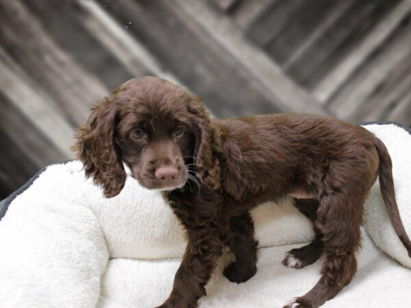 Cockapoo 2nd Generation-DOG-Male-Buff-23226-Petland Racine, Wisconsin