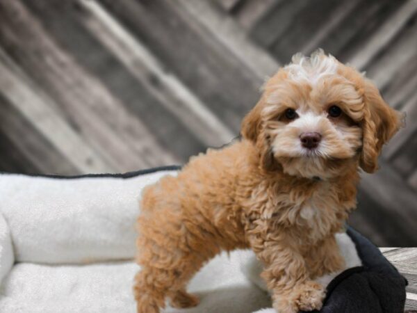 Cockapoo 2nd Generation-DOG-Male-White / Tan-23227-Petland Racine, Wisconsin