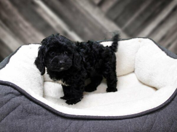 Cockapoo 2nd Generation-DOG-Female-Chocolate Merle-23228-Petland Racine, Wisconsin