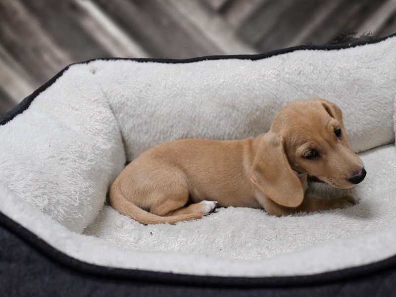 Dachshund Puppy DAPPLE ID:22240 Located at Petland Racine, Wisconsin