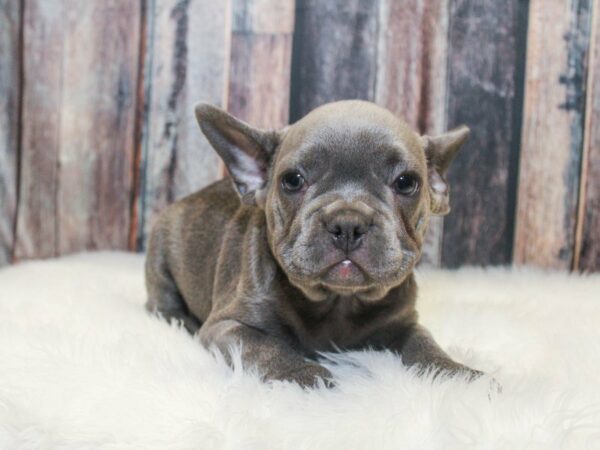 French Bulldog-DOG-Male-Blue-14912-Petland Racine, Wisconsin
