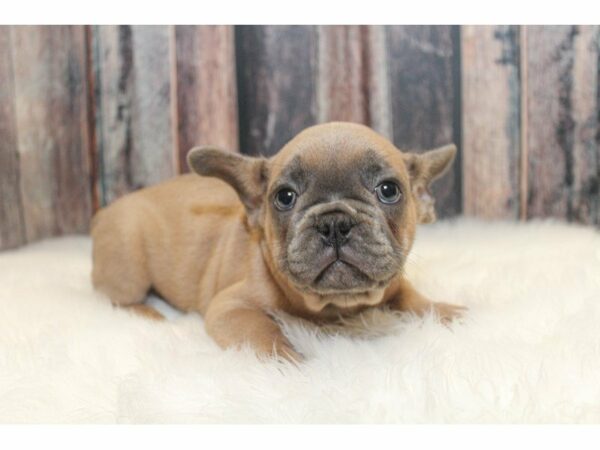 French Bulldog-DOG-Male-Blue Fawn-14913-Petland Racine, Wisconsin