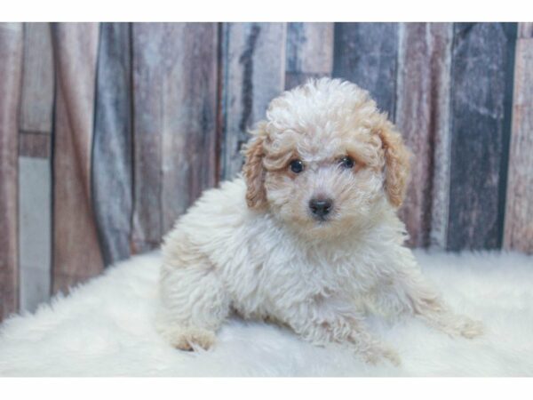 Poodle-DOG-Male-Golden/White-14925-Petland Racine, Wisconsin