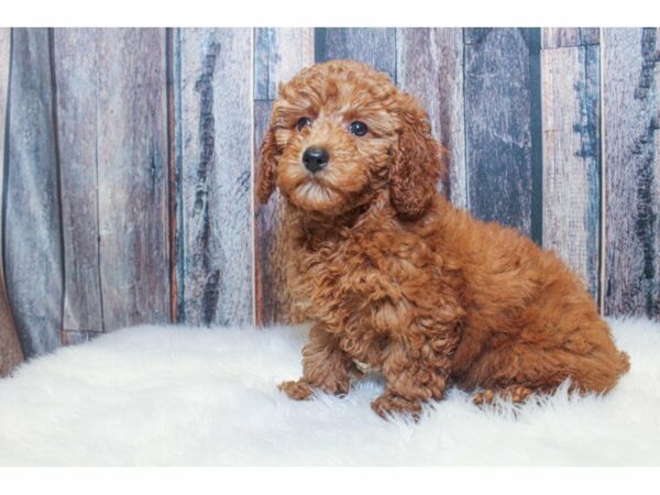 Poodle-DOG-Female-Red-14928-Petland Racine, Wisconsin