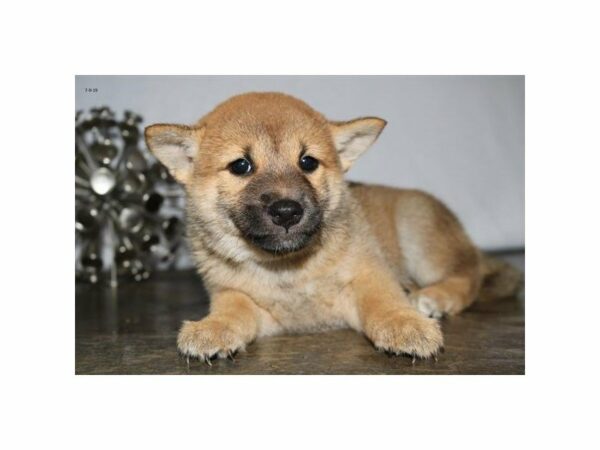 Shiba Inu-DOG-Female-Red-14936-Petland Racine, Wisconsin