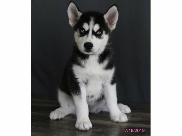 Siberian Husky-DOG-Female-Black / White-14937-Petland Racine, Wisconsin