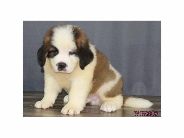 Saint Bernard DOG Male Brown / White 14935 Petland Racine, Wisconsin