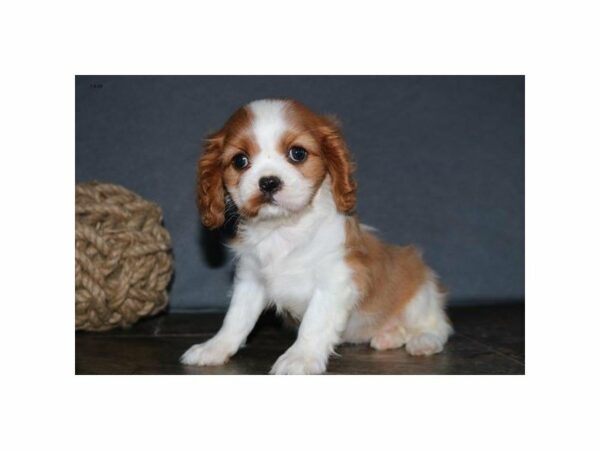 Cavalier King Charles-DOG-Female-Blenheim-14933-Petland Racine, Wisconsin