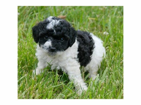 Poodle-DOG-Male-Black / White-14934-Petland Racine, Wisconsin