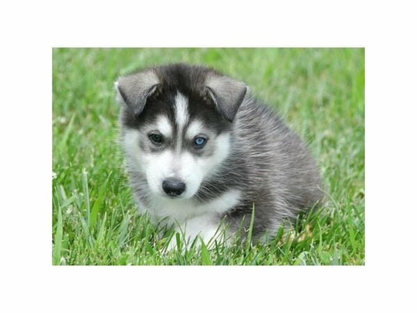 Huskimo-DOG-Male-Black / White-14929-Petland Racine, Wisconsin