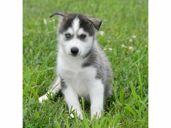 Huskimo DOG Female Black / White 23236 Petland Racine, Wisconsin