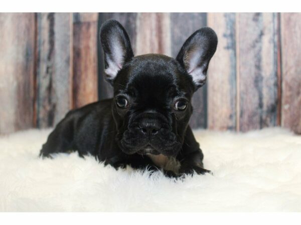 French Bulldog-DOG-Male-Black-14940-Petland Racine, Wisconsin