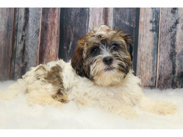 Shih Poo-DOG-Male-Sable/White-14942-Petland Racine, Wisconsin