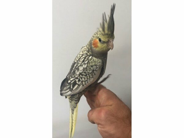 Cockatiel-BIRD-Male--23266-Petland Racine, Wisconsin