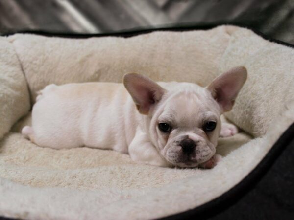 French Bulldog-DOG-Male-CR-23256-Petland Racine, Wisconsin