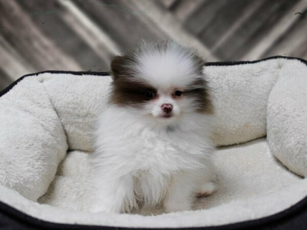 Pomeranian-DOG-Male-WH/BR-23252-Petland Racine, Wisconsin
